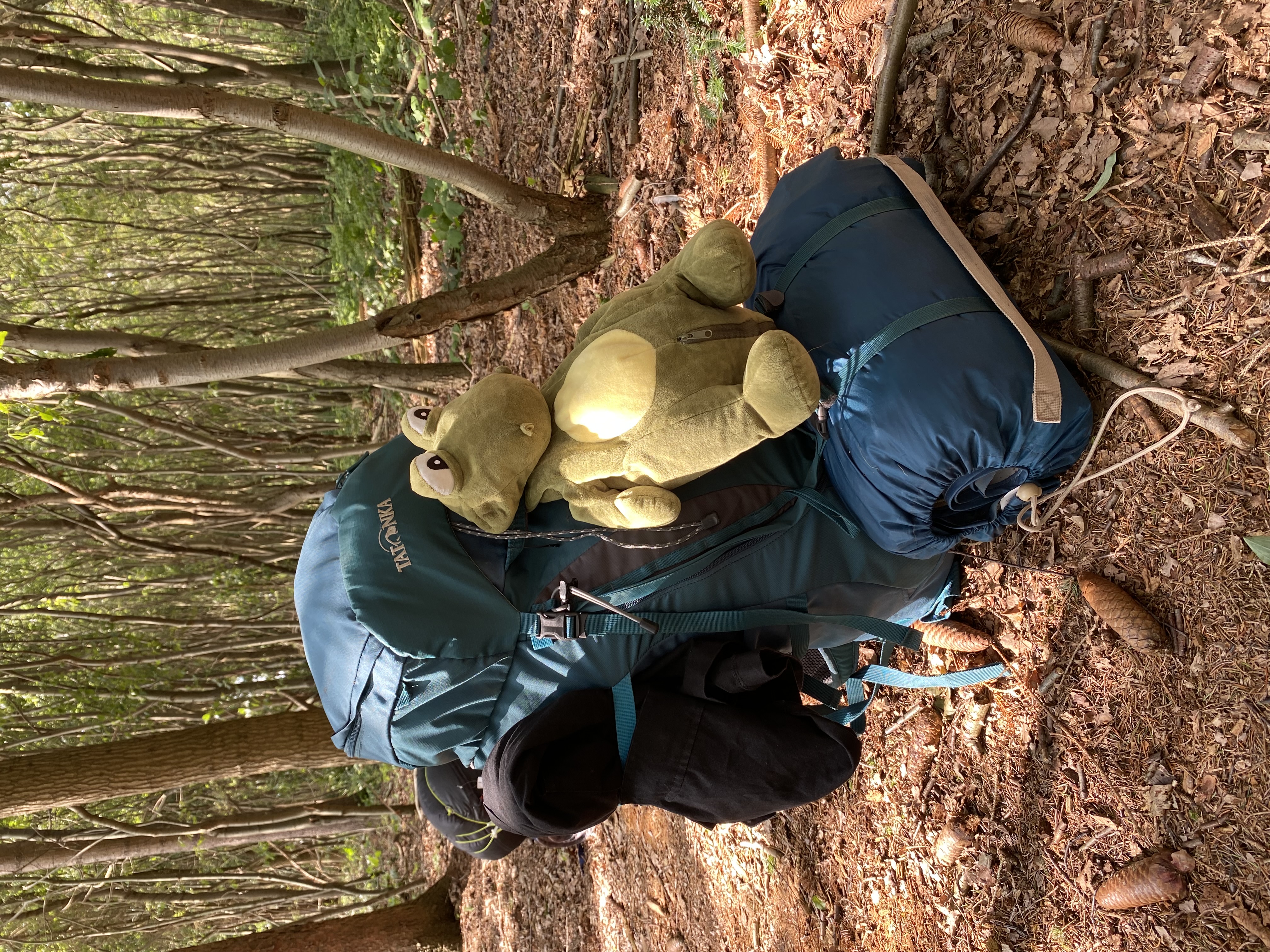 Rucksack, Schlafsack und Froschkuscheltier in einem sonnigen Wald.