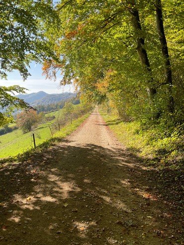 Sonniger Feldweg durch einen grünen Wald in Richtung ferner Berge.